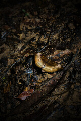 A butterfly is laying on the ground in a dark, muddy area
