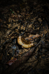 A mushroom is sitting on the ground in a dark, muddy area