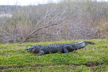 American Aligar in Florida Marsh