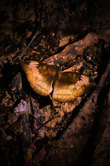 Obraz premium A butterfly is laying on the ground in a dark area