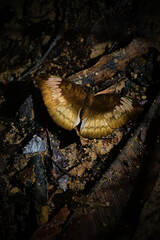 A butterfly is laying on the ground in a dark area