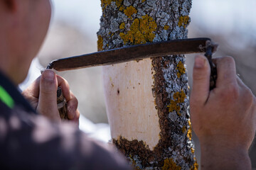 Close-up grafting site of pistachios tree, plant grafting and plant care in the garden
