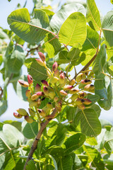 Close-up grafting site of pistachios tree, plant grafting and plant care in the garden