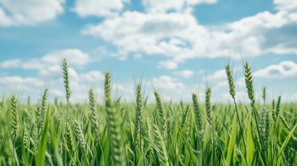 Lush green wheat field under a bright blue sky with fluffy clouds.