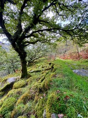 spring in the forest