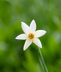 Narcissus: The flower that announces spring.