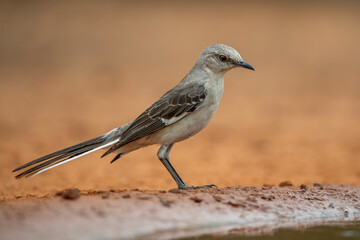 Northern Mockingbird near water in Texas