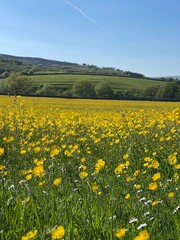 Fototapeta premium field of dandelions