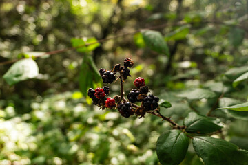 Blackberries in a forest in northern Spain.