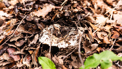 Mushroom in a forest in northern Spain.