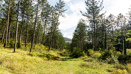 Beautiful forest in the north of Spain