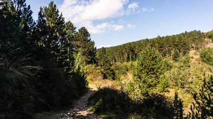 Beautiful forest in the north of Spain