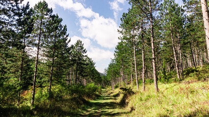 Beautiful forest in the north of Spain