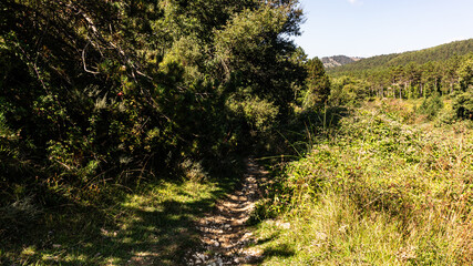 Beautiful forest in the north of Spain