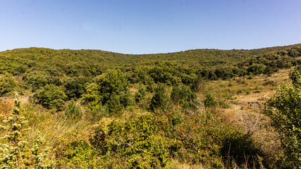 Beautiful forest in the north of Spain