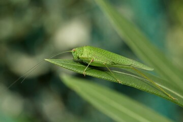Sauterelle verte