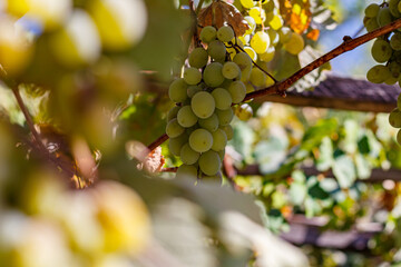 Grapes in the courtyard of the house at the end of the season
