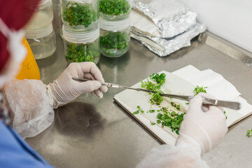Genetic experiments plant in the lab.