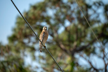The red-shouldered hawk bird perching on electric cable looking for prey to hunt