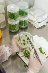 Genetic experiments plant in the lab.