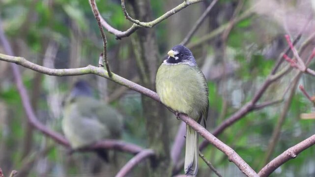 Collared Finchbill (Spizixos semitorques) 4K Video
