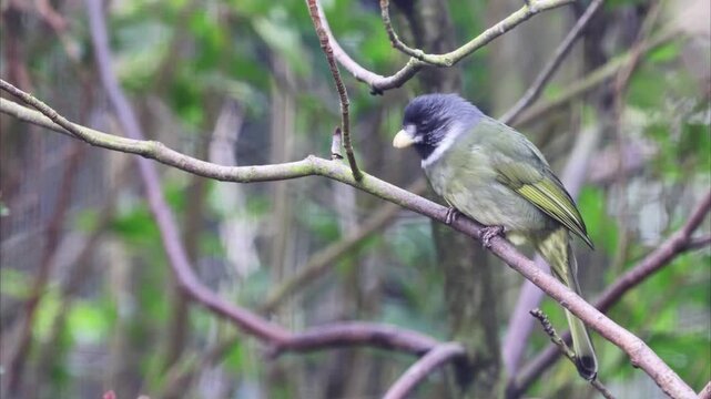 Collared Finchbill (Spizixos semitorques) 4K Video