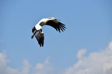 stork in the sky