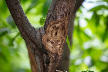 Horse chestnut leafs with bleeding cancer desease