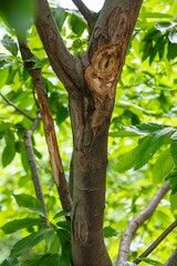 Fototapeta premium Horse chestnut leafs with bleeding cancer desease