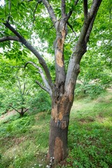 Horse chestnut leafs with bleeding cancer desease