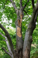 Horse chestnut leafs with bleeding cancer desease