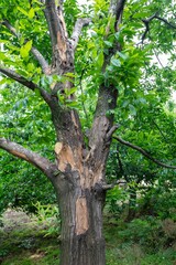 Horse chestnut leafs with bleeding cancer desease