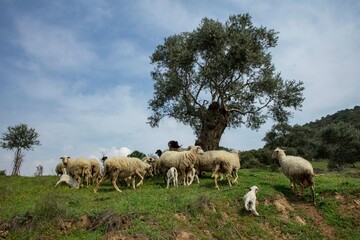 Ewe sheep -ovis aries- nursing two lambs, standing in a field with other sheep in the background