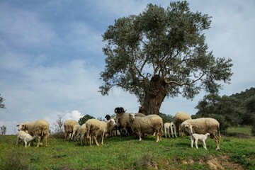 Ewe sheep -ovis aries- nursing two lambs, standing in a field with other sheep in the background