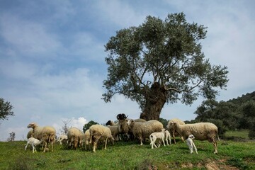 Ewe sheep -ovis aries- nursing two lambs, standing in a field with other sheep in the background