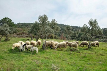 Obraz premium Ewe sheep -ovis aries- nursing two lambs, standing in a field with other sheep in the background