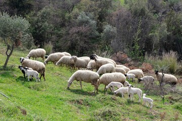 Ewe sheep -ovis aries- nursing two lambs, standing in a field with other sheep in the background