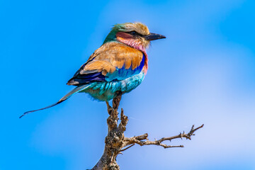 Lilac breasted roller, in Kruger National Park, South Africa