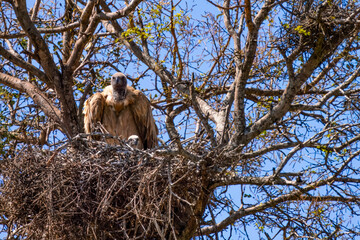 Cape vulture, or Cape griffon, Kruger National Park, South Africa