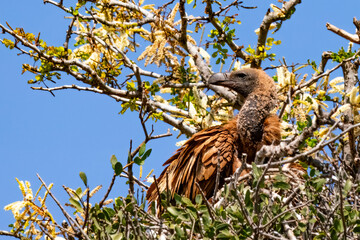 Cape vulture, or Cape griffon, Kruger National Park, South Africa