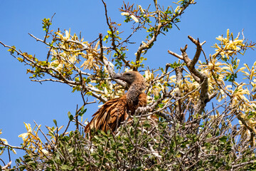 Cape vulture, or Cape griffon, Kruger National Park, South Africa
