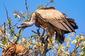 Cape vulture, or Cape griffon, Kruger National Park, South Africa