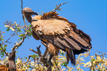 Cape vulture, or Cape griffon, Kruger National Park, South Africa