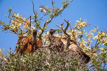 Cape vulture, or Cape griffon, Kruger National Park, South Africa