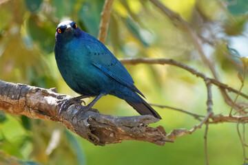 Cape Glossy Starling, Kruger National Park, South Africa