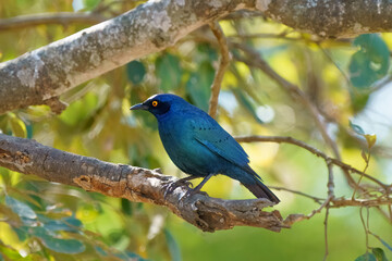 Cape Glossy Starling, Kruger National Park, South Africa