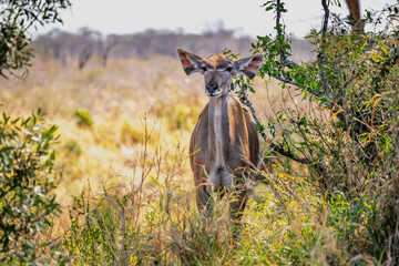 Greater Kudu, Kruger National Park, South Africa