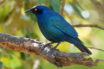 Cape Glossy Starling, Kruger National Park, South Africa