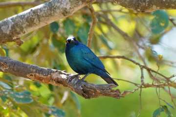 Cape Glossy Starling, Kruger National Park, South Africa