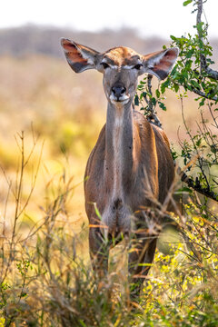 Greater Kudu, Kruger National Park, South Africa